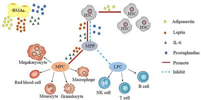 Bone Marrow Fat and Hematopoiesis